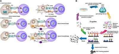PD-L1 targeted peptide demonstrates potent antitumor and immunomodulatory activity in cancer immunotherapy